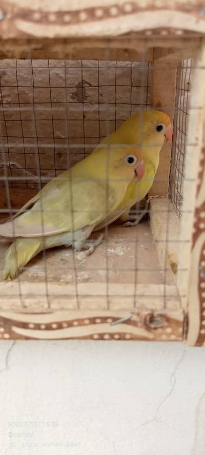 Albino red eyes decino split ino bonded pair 03087625325 WhatsApp