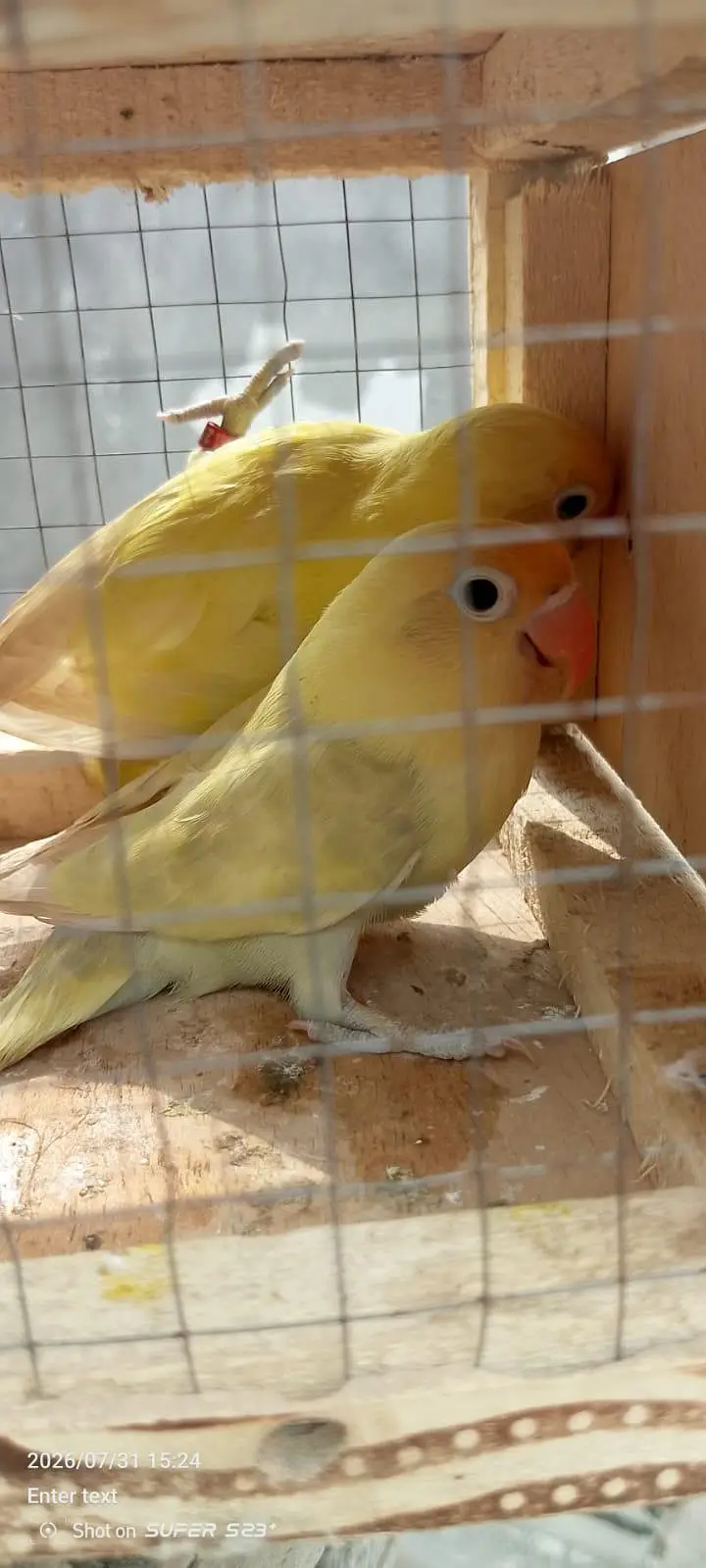 Albino red eyes decino split ino bonded pair 03087625325 WhatsApp — photo 2