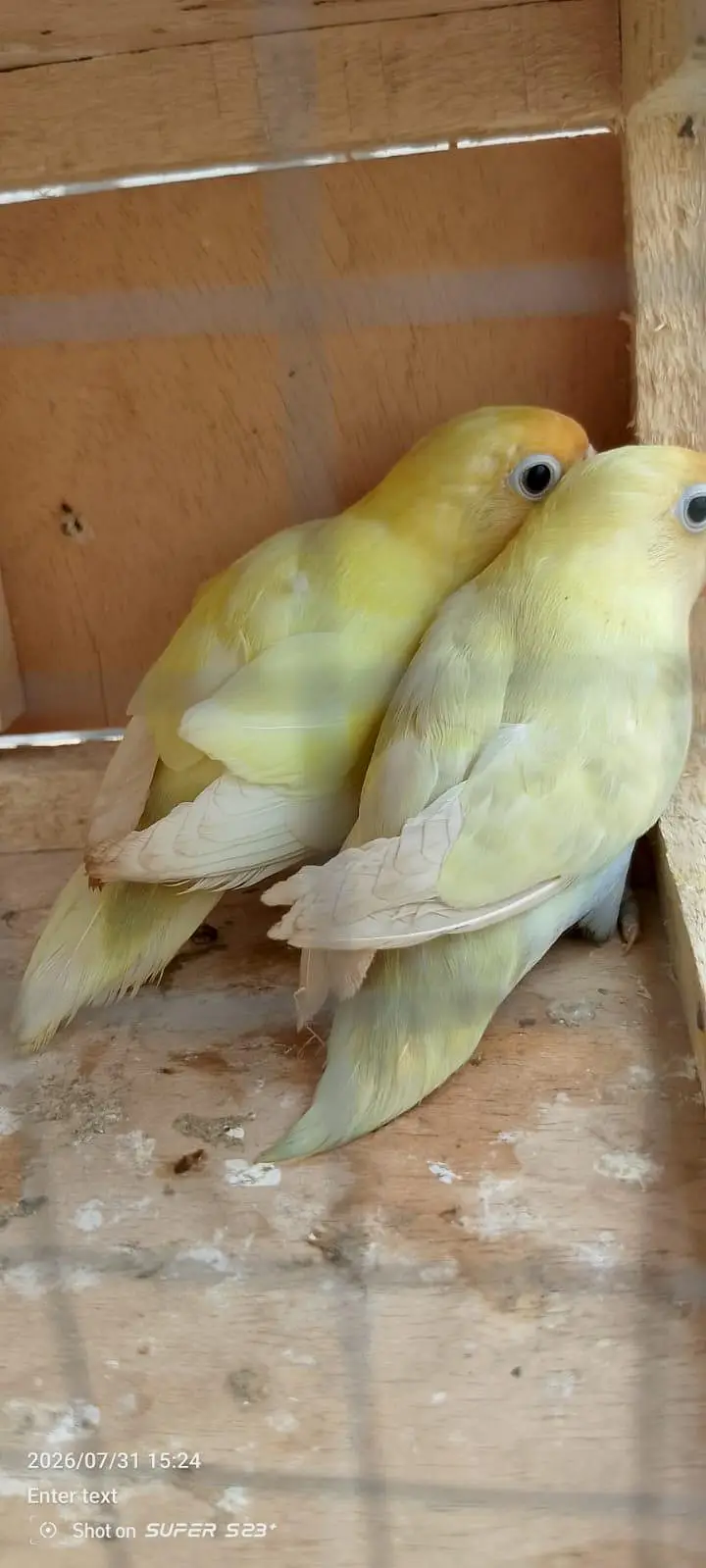 Albino red eyes decino split ino bonded pair 03087625325 WhatsApp — photo 3