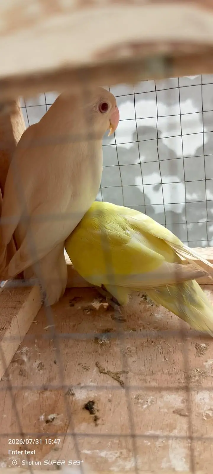 Albino red eyes decino split ino bonded pair 03087625325 WhatsApp — photo 4