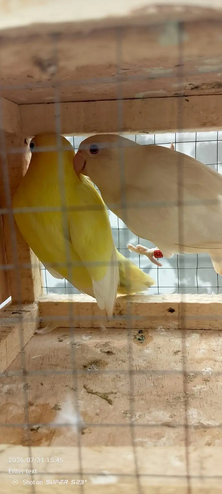 Albino red eyes decino split ino bonded pair 03087625325 WhatsApp — photo 5