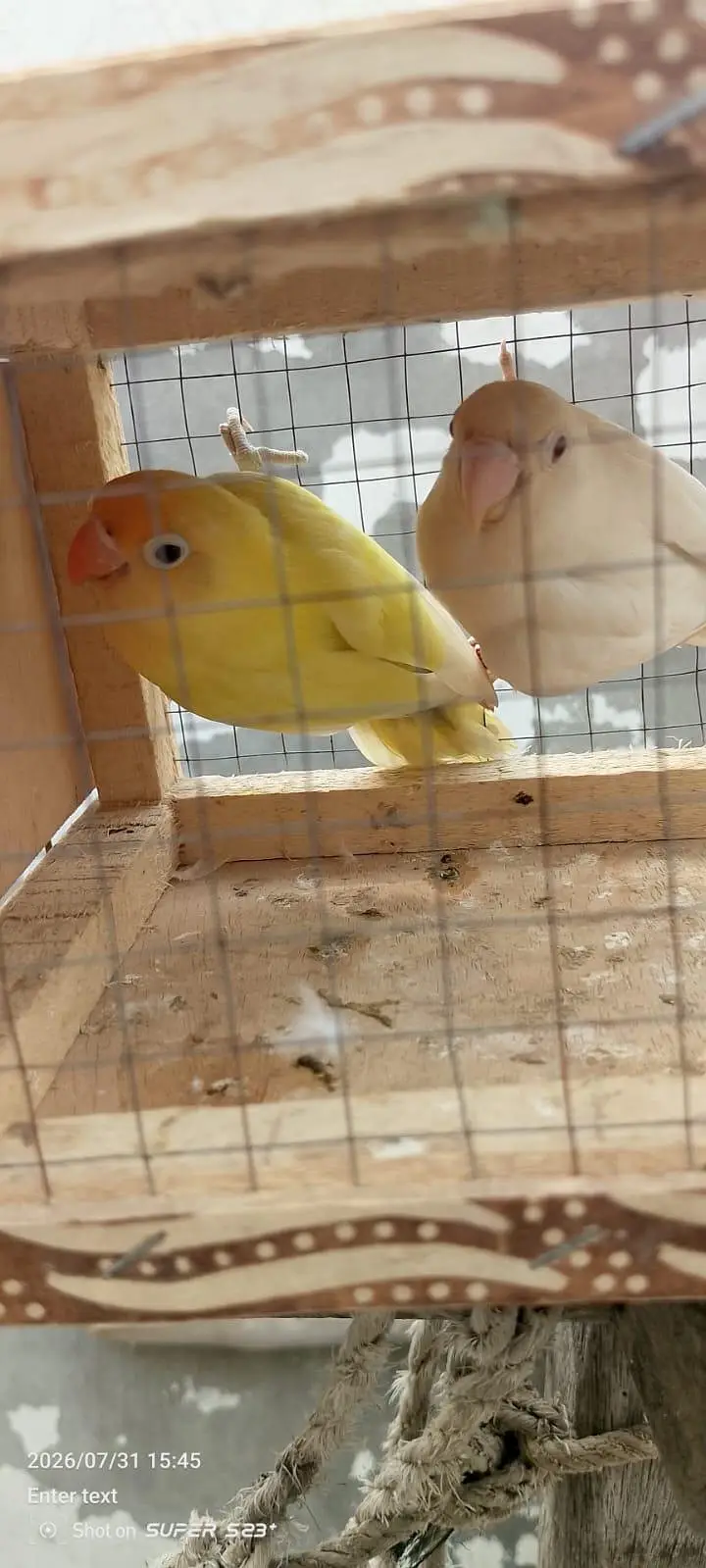 Albino red eyes decino split ino bonded pair 03087625325 WhatsApp — photo 6