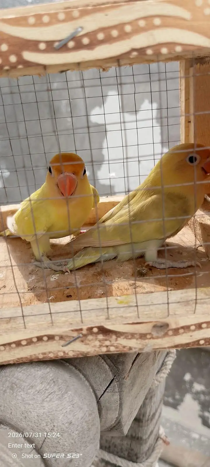 Albino red eyes decino split ino bonded pair 03087625325 WhatsApp — photo 7