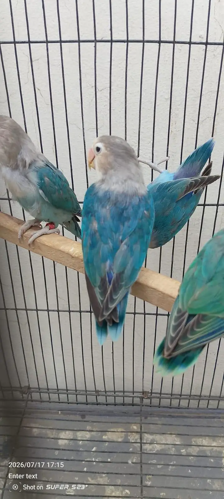 Albino red eyes decino split ino bonded pair 03087625325 WhatsApp — photo 8