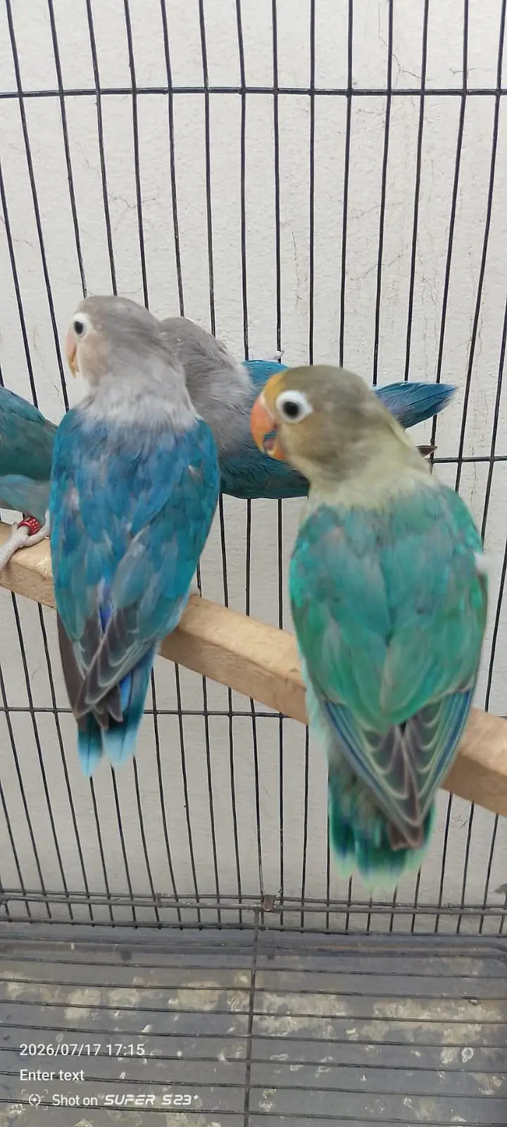 Albino red eyes decino split ino bonded pair 03087625325 WhatsApp — photo 9