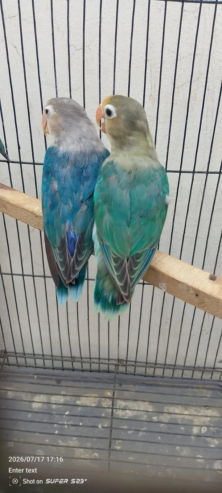 Albino red eyes decino split ino bonded pair 03087625325 WhatsApp — photo 10