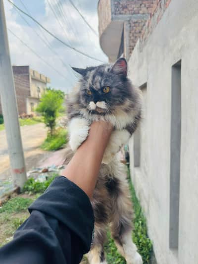 Persian cat for sale argent