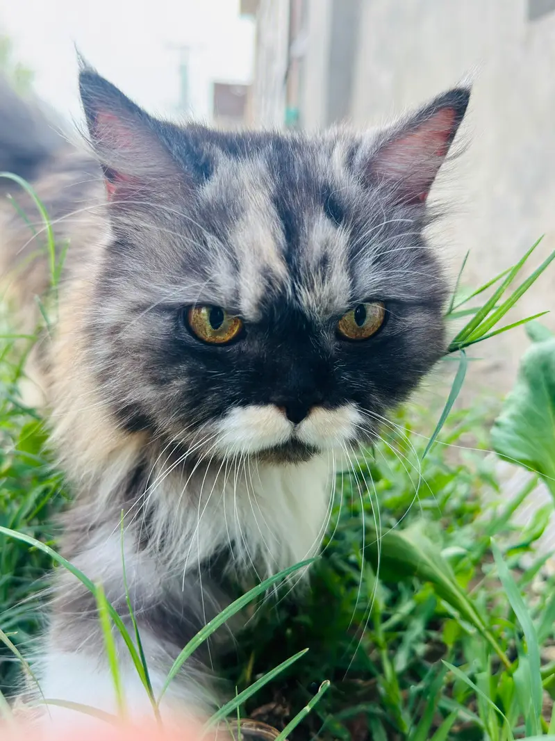 Persian cat for sale argent — photo 2