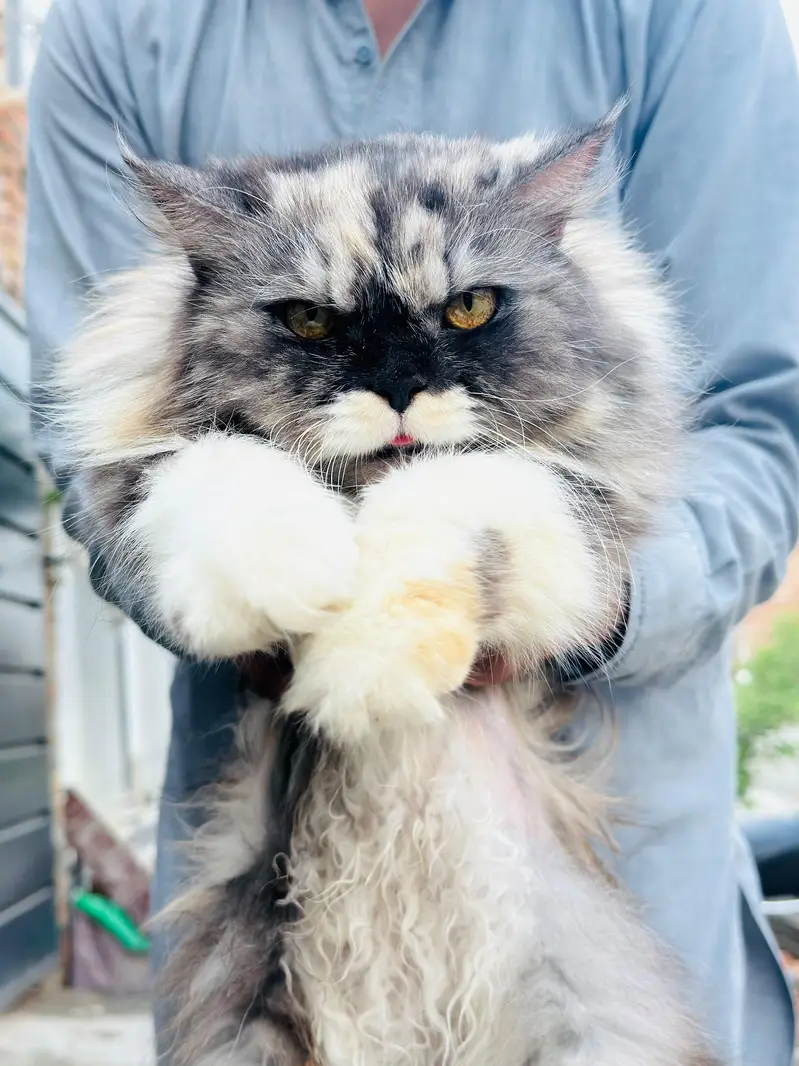 Persian cat for sale argent — photo 3