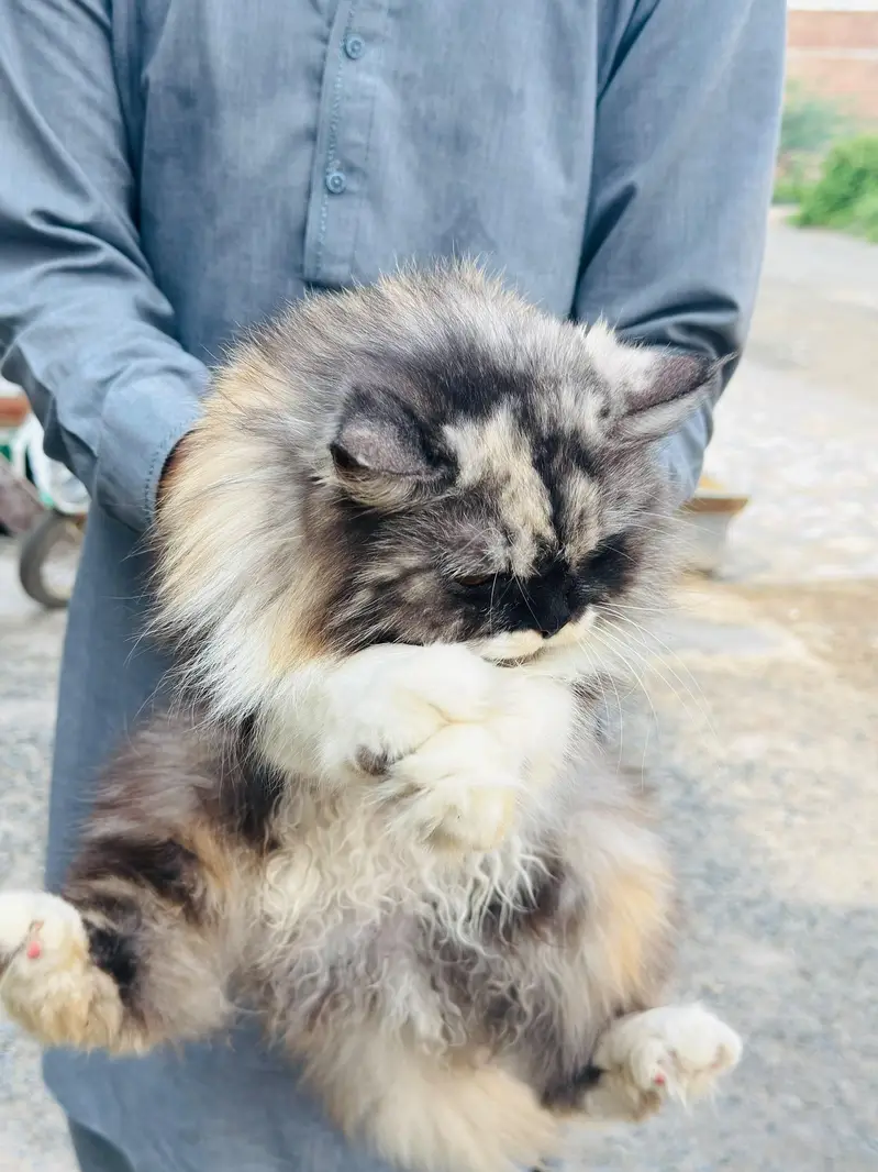 Persian cat for sale argent — photo 4