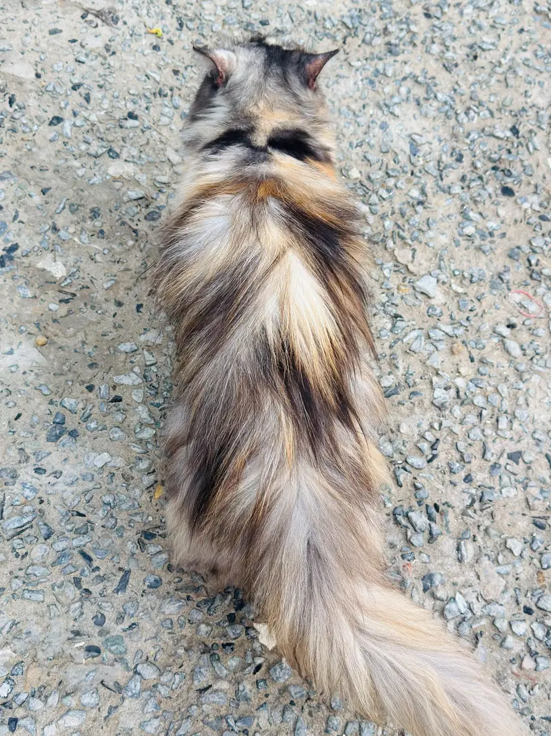 Persian cat for sale argent — photo 6