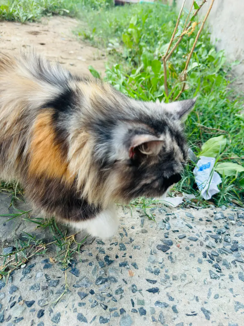 Persian cat for sale argent — photo 7