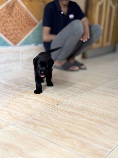 Pure Labrador puppy