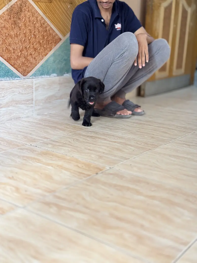 Pure Labrador puppy — photo 3