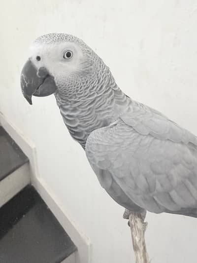 African grey female