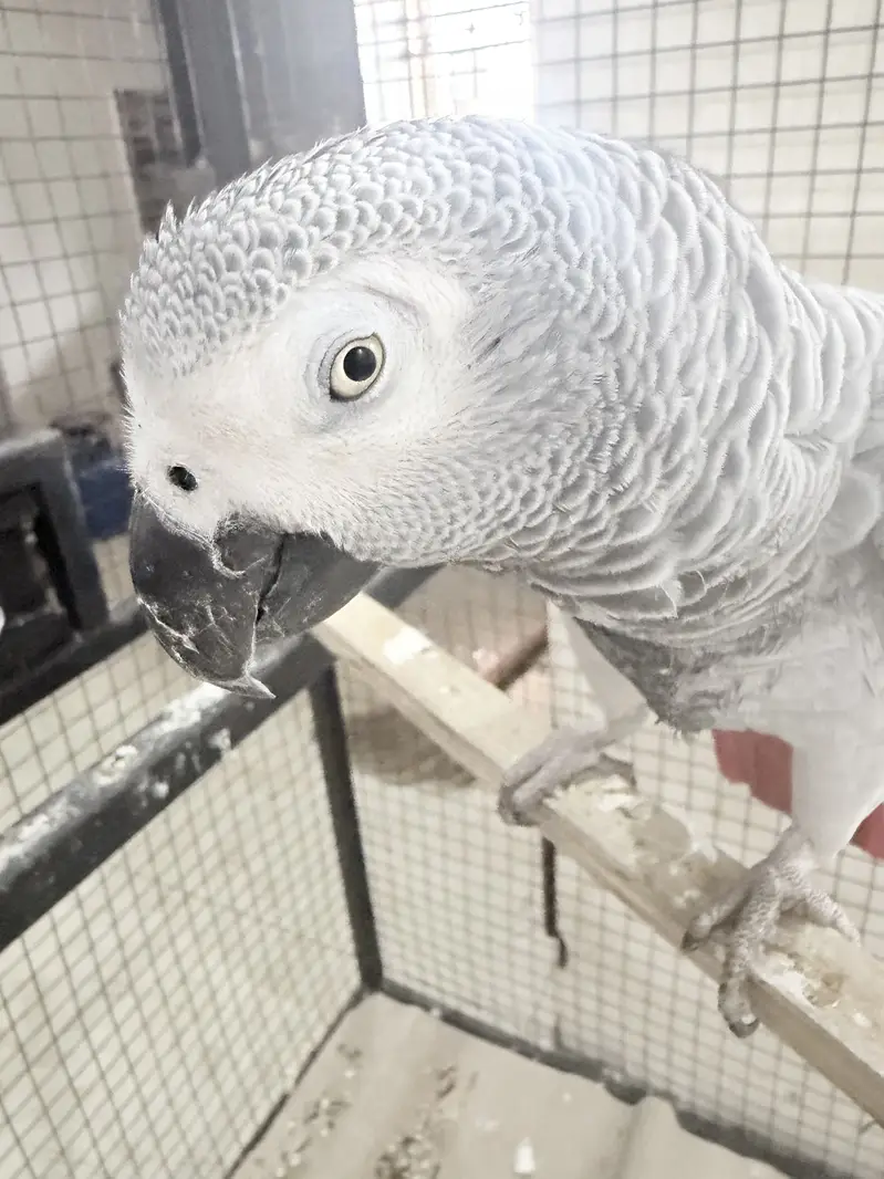 African grey female — photo 2