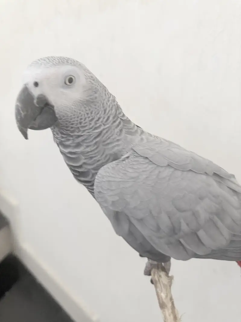 African grey female — photo 3