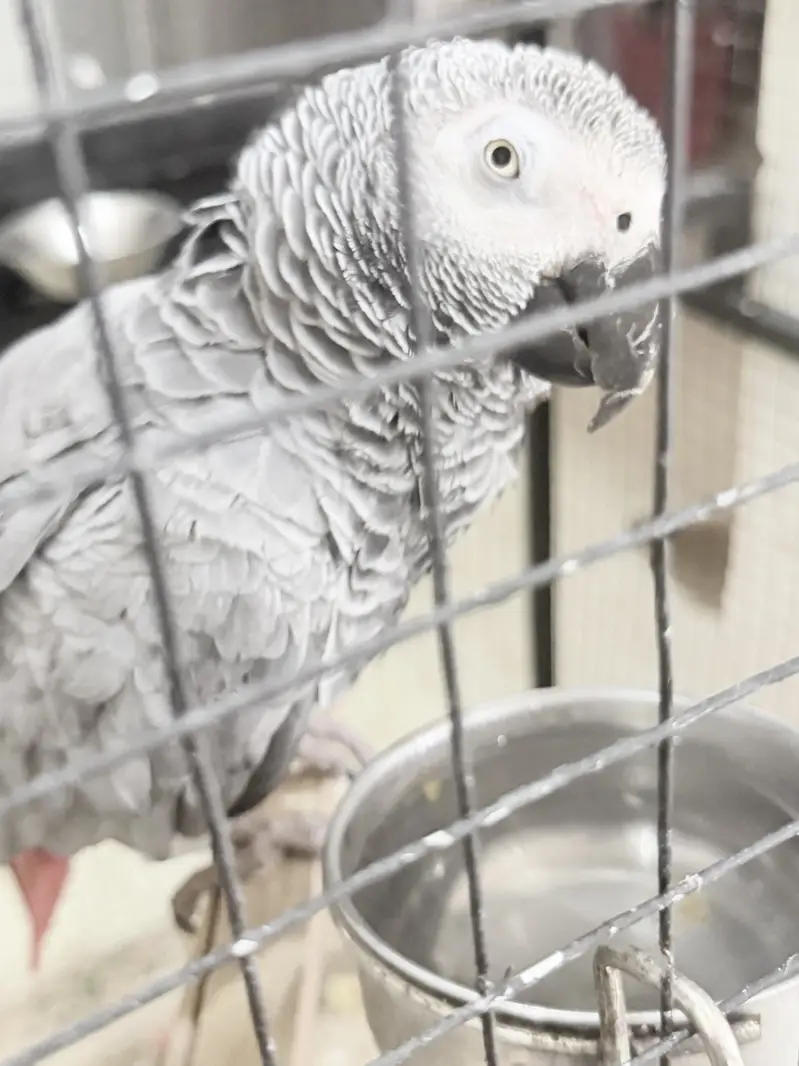 African grey female — photo 4