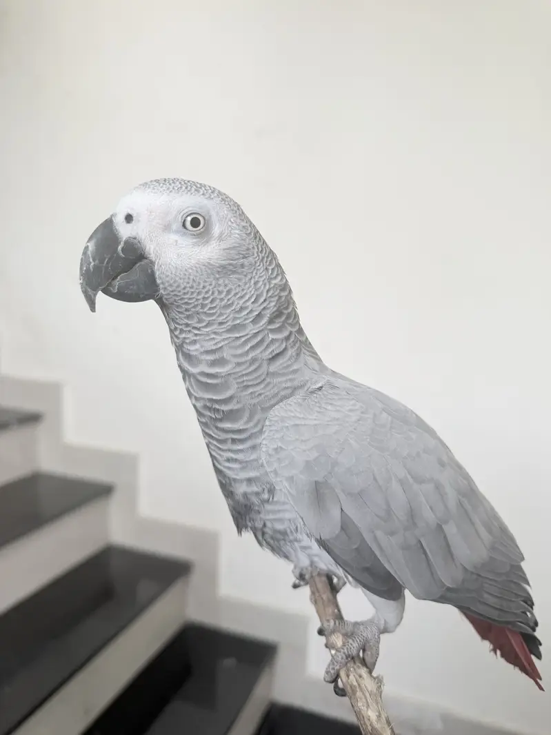African grey female — photo 5