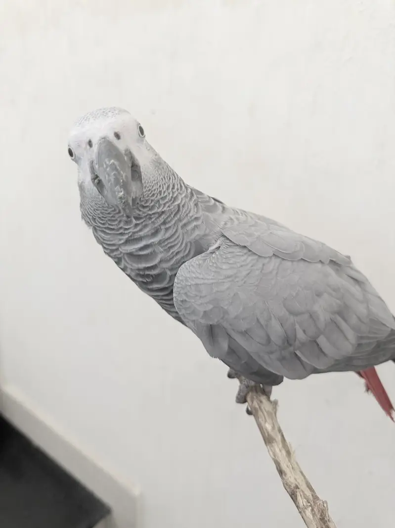 African grey female — photo 6
