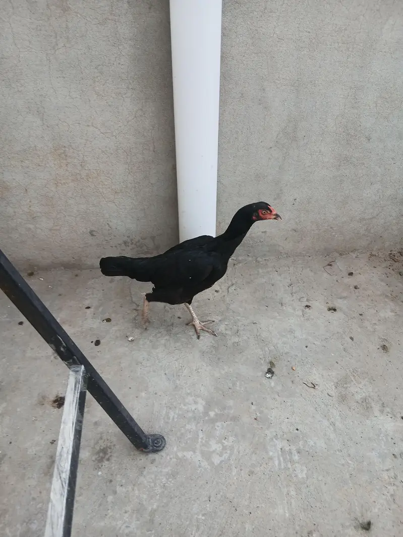 Pure Black Madi For Sale Ha — photo 3