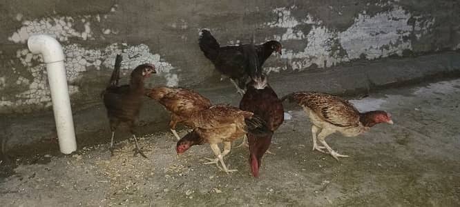 5 hens and 1 rooster full active