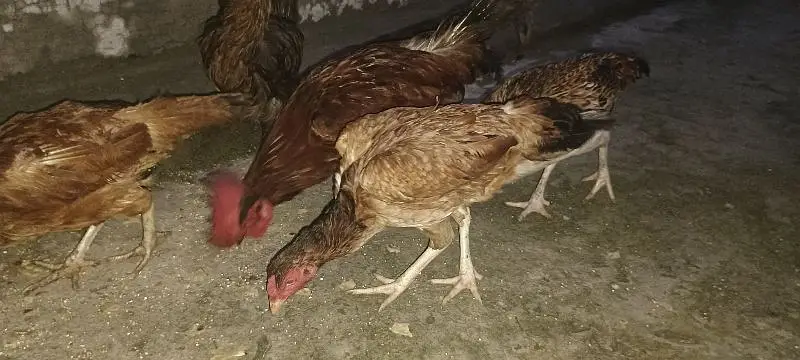 5 hens and 1 rooster full active — photo 2
