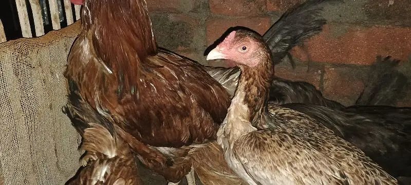 5 hens and 1 rooster full active — photo 3