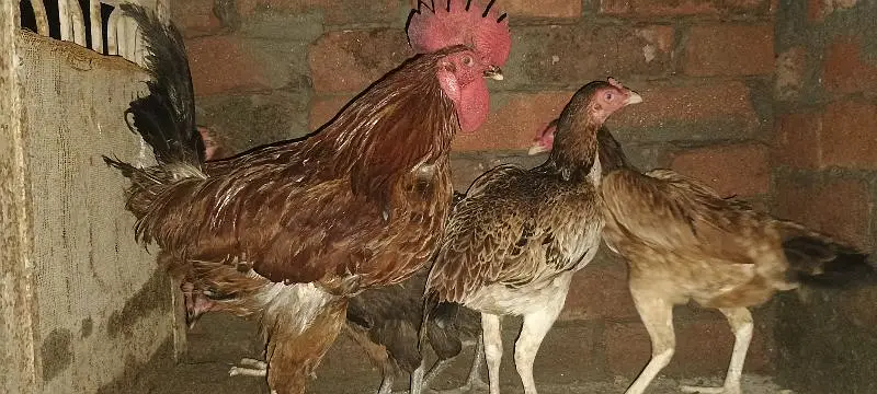5 hens and 1 rooster full active — photo 4