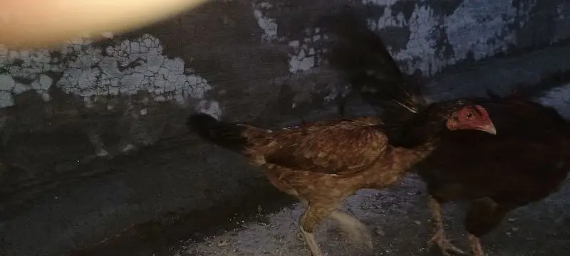 5 hens and 1 rooster full active — photo 5