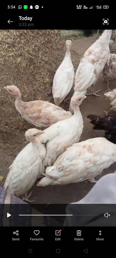 Turkey  chiks available