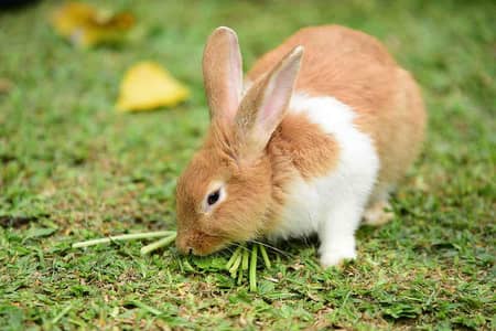 rabbit available full setup