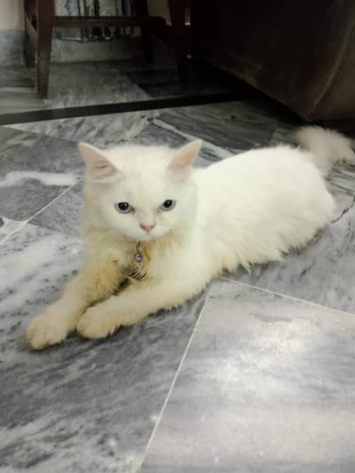 cat for sale