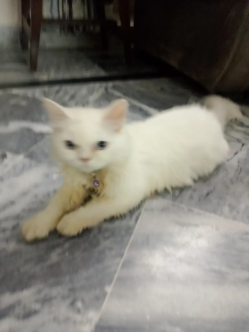 cat for sale — photo 2