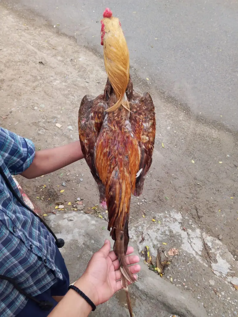 Aseel lasani murga — photo 2
