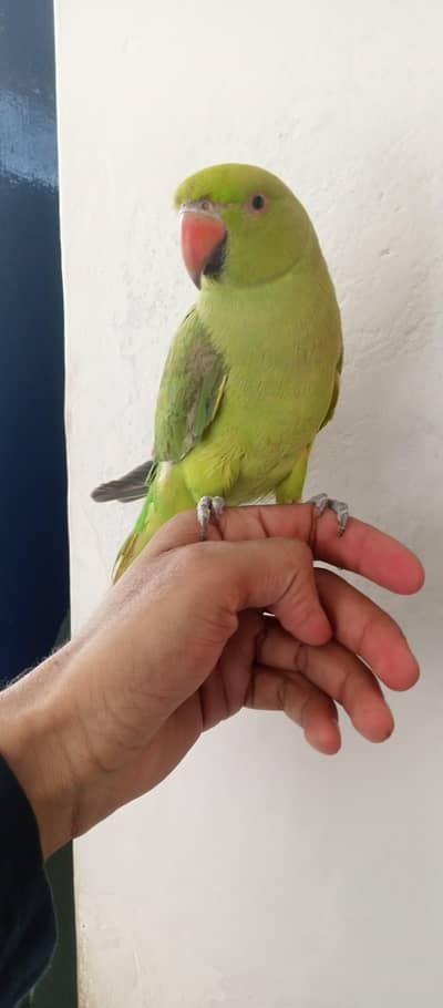 parrot