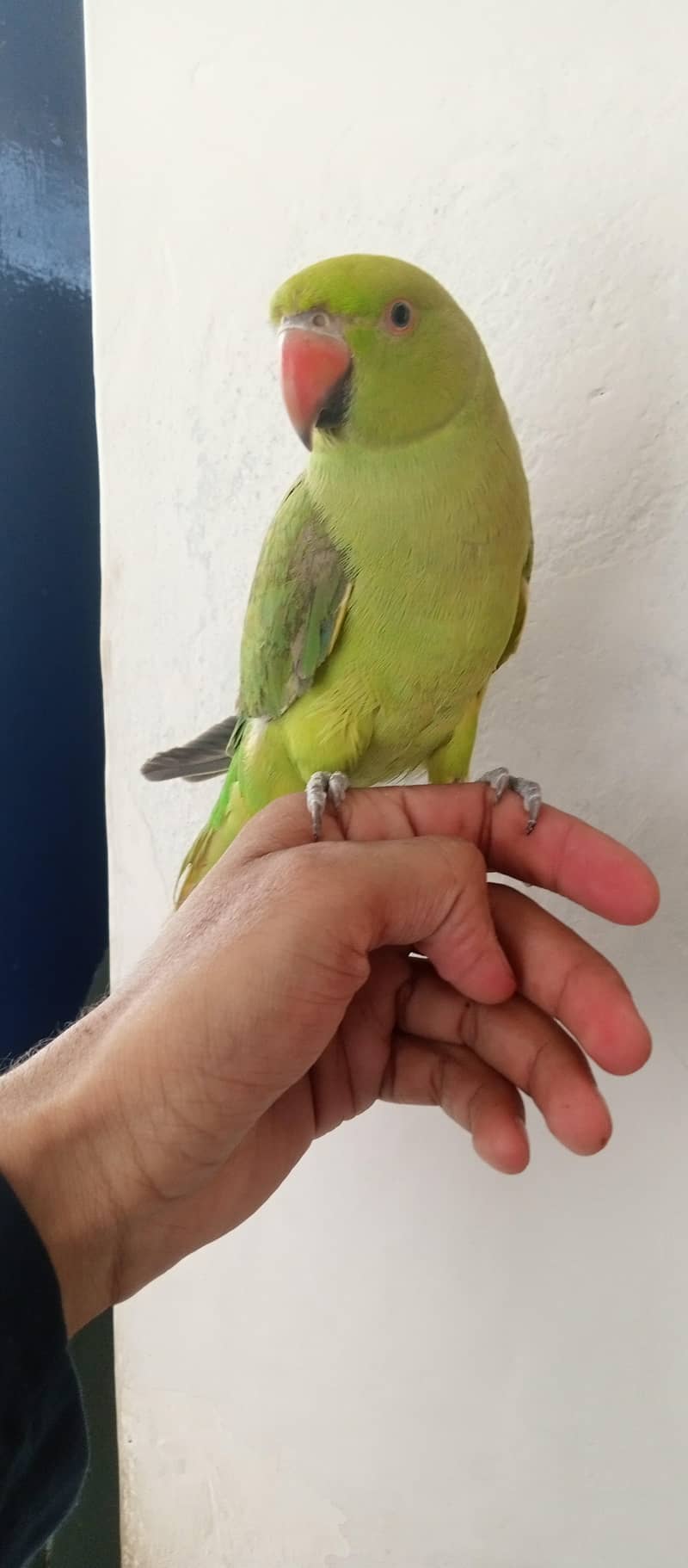 parrot 0