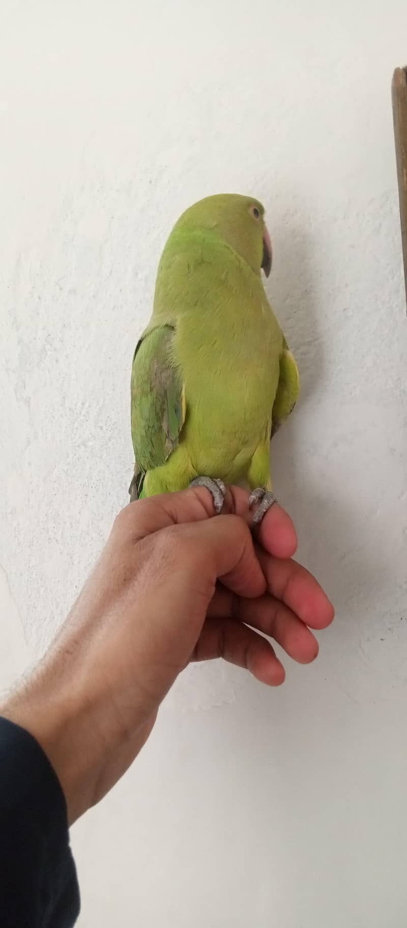 parrot 1