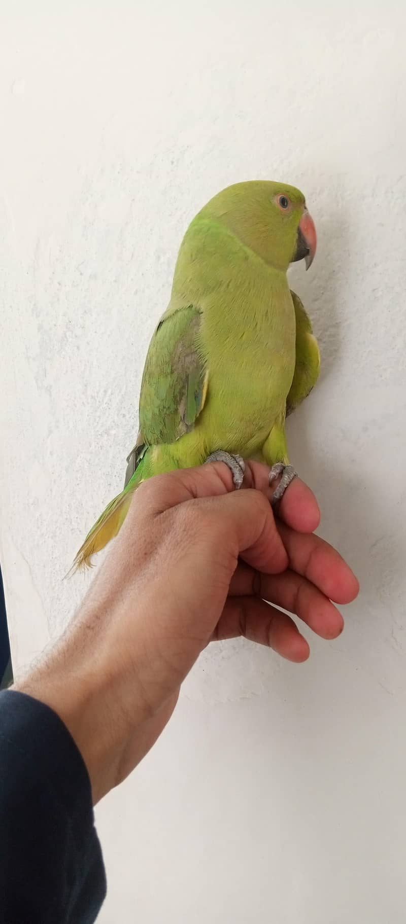 parrot 2
