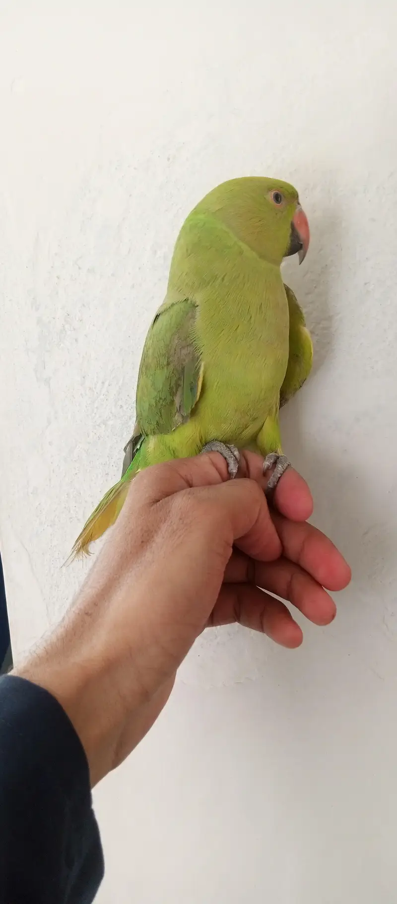 parrot — photo 3