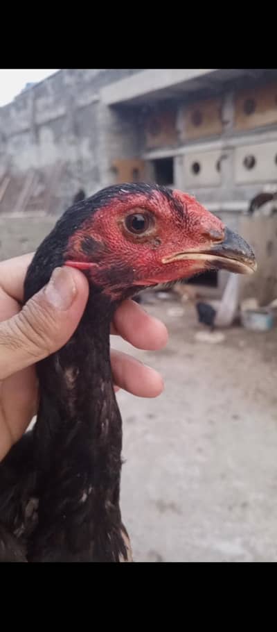 Aseel Shamo x Thai pathy pathiyan & eggs available