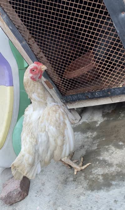 Old blood line heera male and female’s