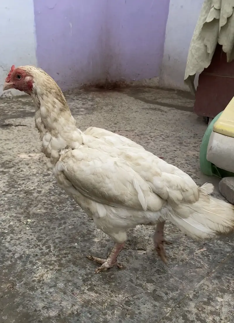 Old blood line heera pair — photo 4
