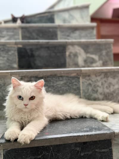 odd eye triple coated persian cat