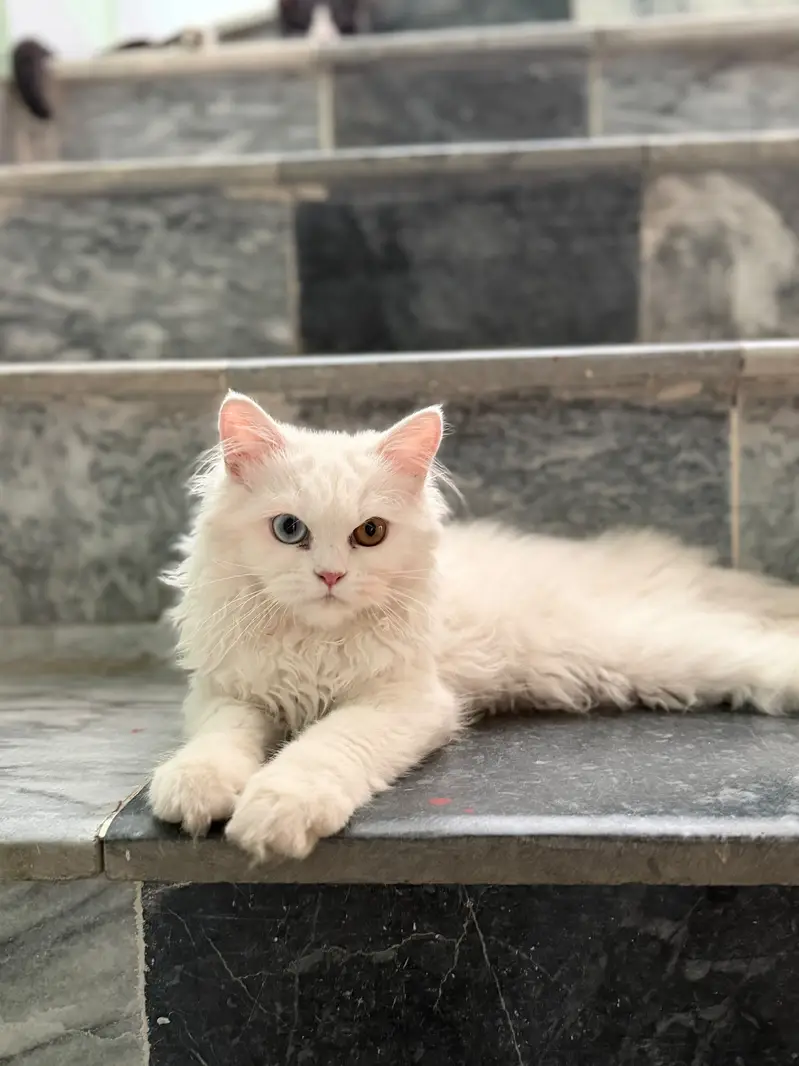 odd eye triple coated persian cat — photo 2