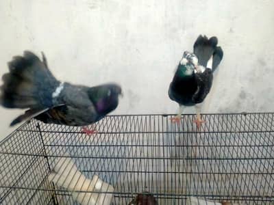 Luka pigeons