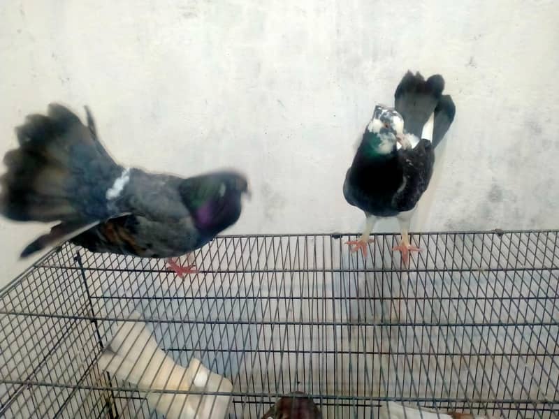 Luka pigeons 0