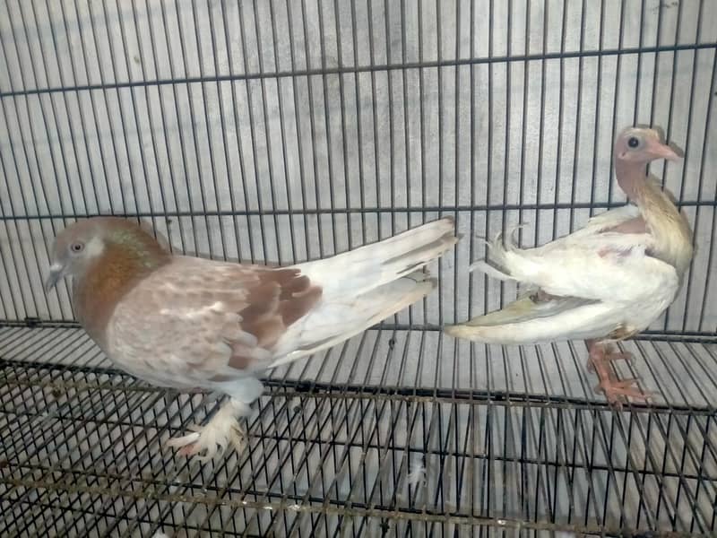Luka pigeons 1