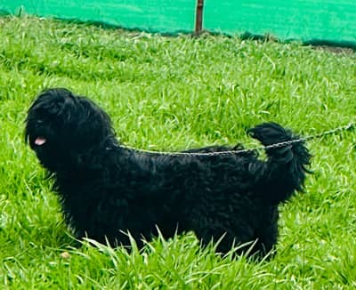 * Gender: Male * Age: 11Months * Healthy & Active * Top Quality  * Pla