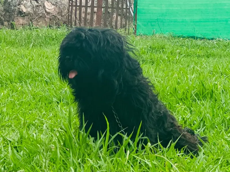 * Gender: Male * Age: 11Months * Healthy & Active * Top Quality  * Pla — photo 3